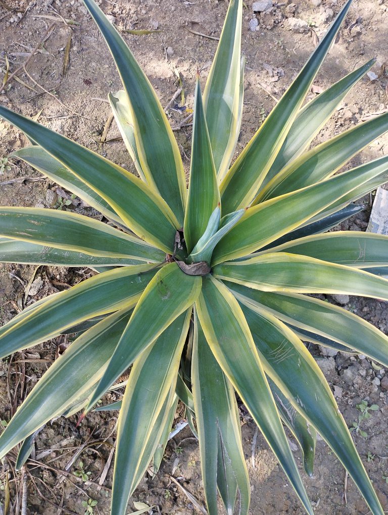 A green and yellow spiky plant