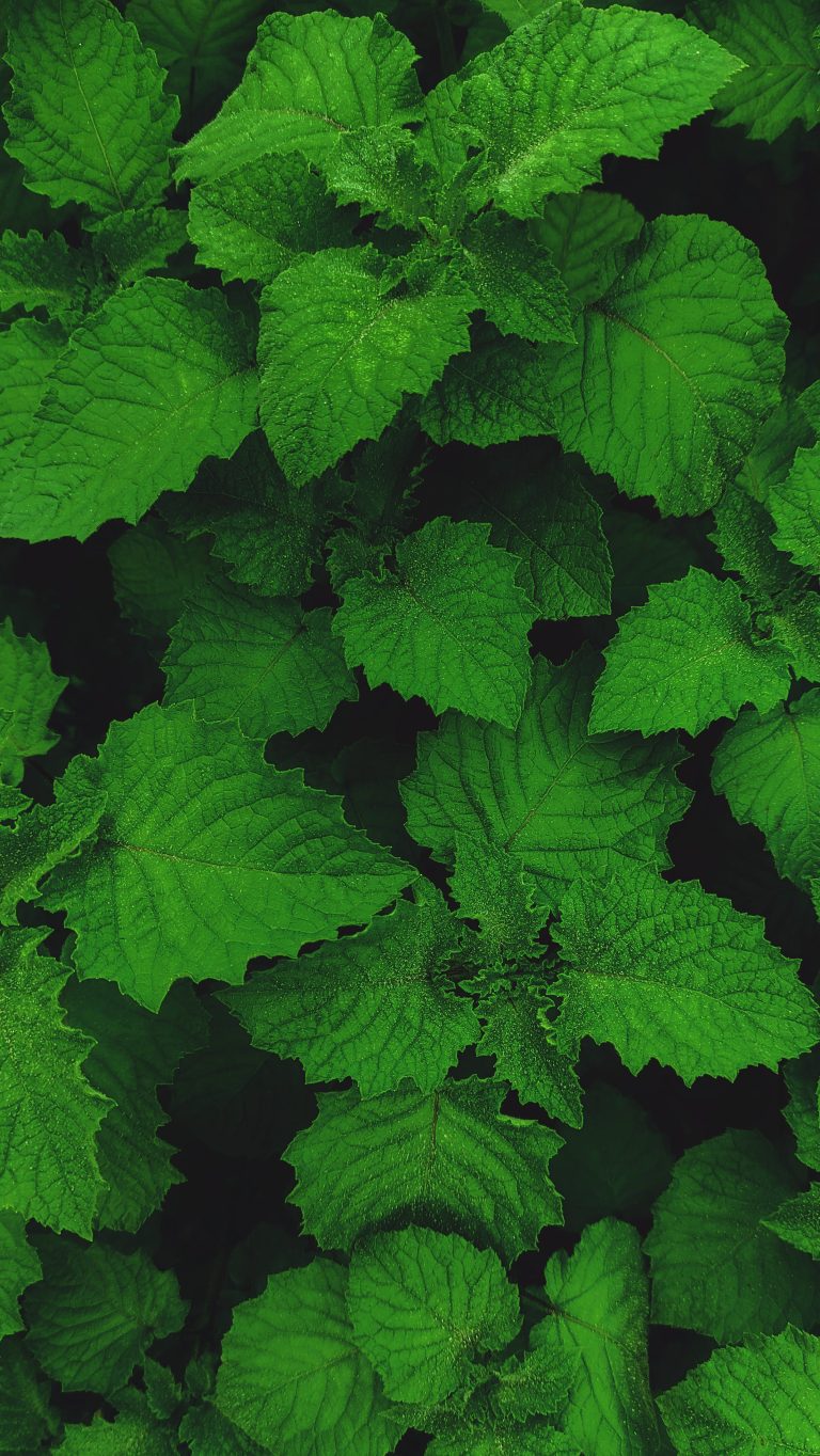 Nettle leaves in close up dusty with pollen.