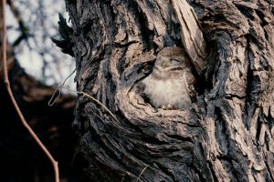 View larger photo: A small owl peacefully perched on a tree branch, seeking solace and rest in the comforting shade.