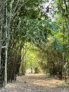 Bamboo Grove
