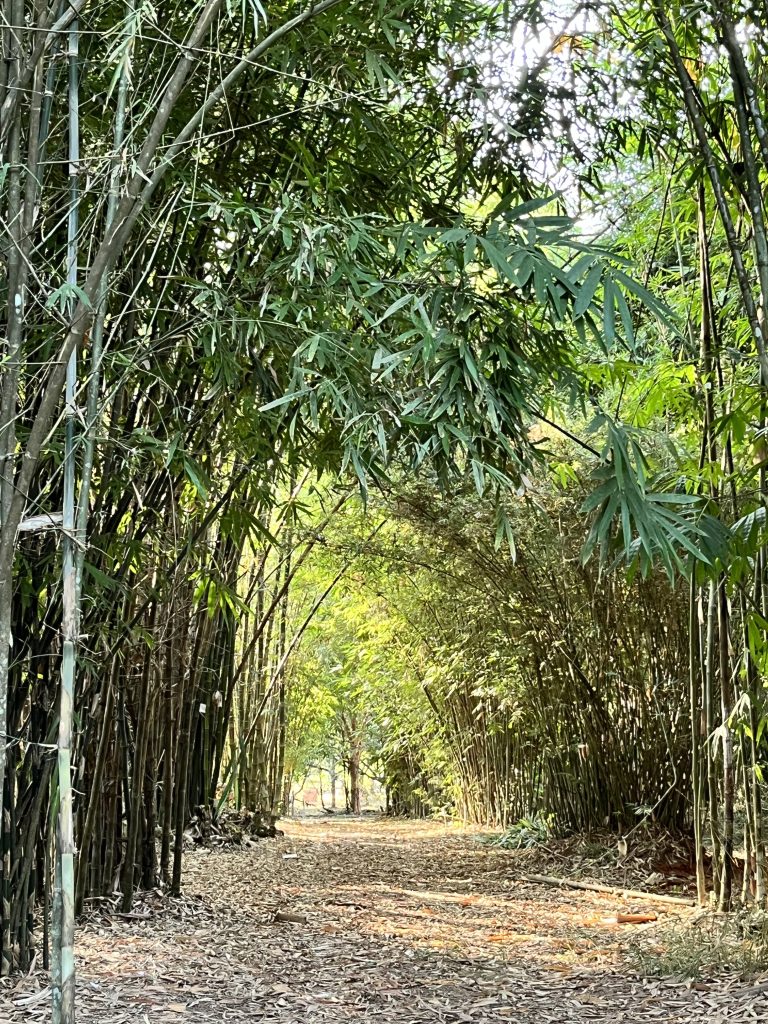 Bamboo Grove