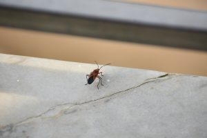 Insect sitting on a white cracked granite slab.

