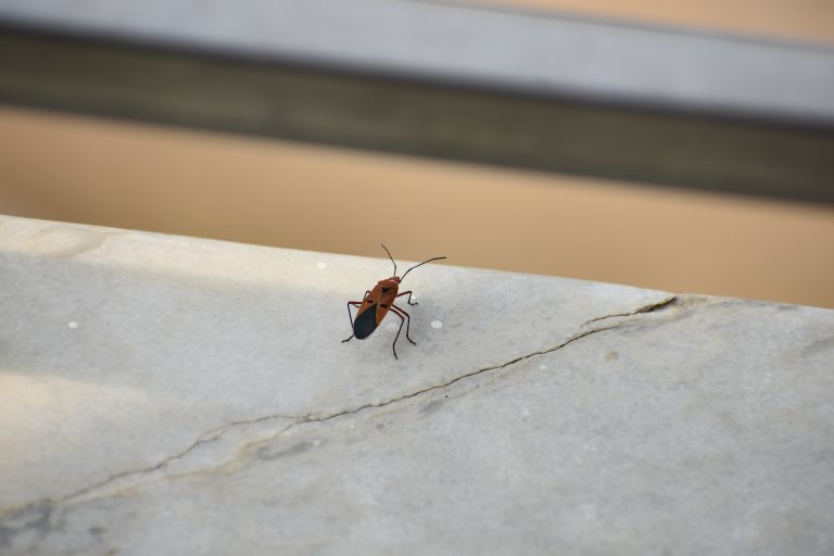 Insect sitting on a white cracked granite slab.