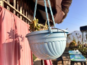 A plant growing in a hanging pot.