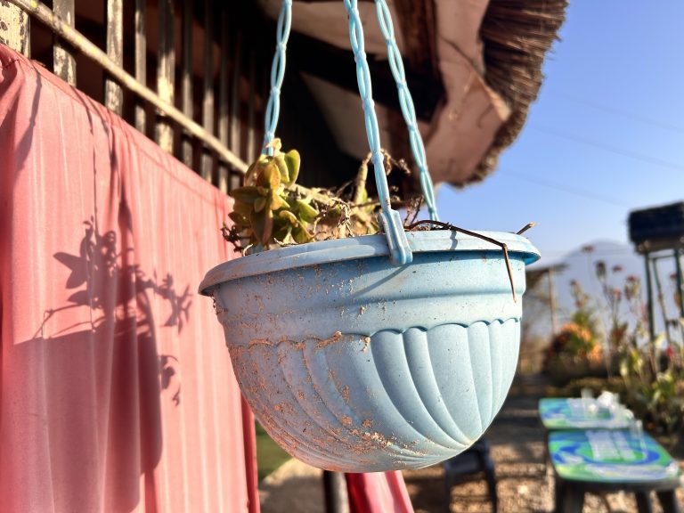 A plant growing in a hanging pot.