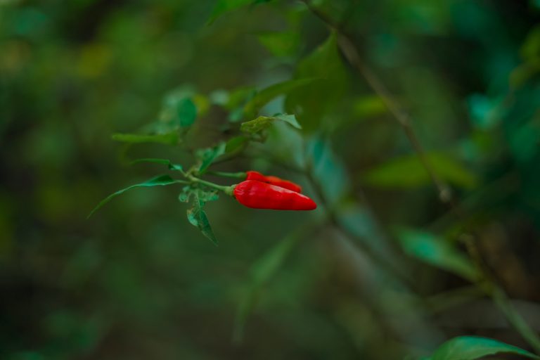 Birds eye chilli, an ant walking on it.