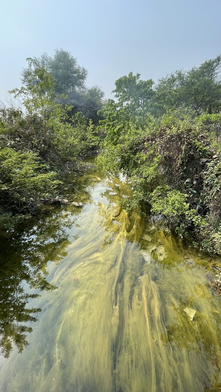 A water canal with green algae flows through a green landscape, surrounded by dense foliage, in the rural setting of Ballia.