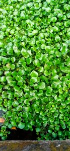 The green leaves of eichhornia crassipes (Pontederia crassipes) commonly known as common water hyacinth, Kulavazha or Kakapola.