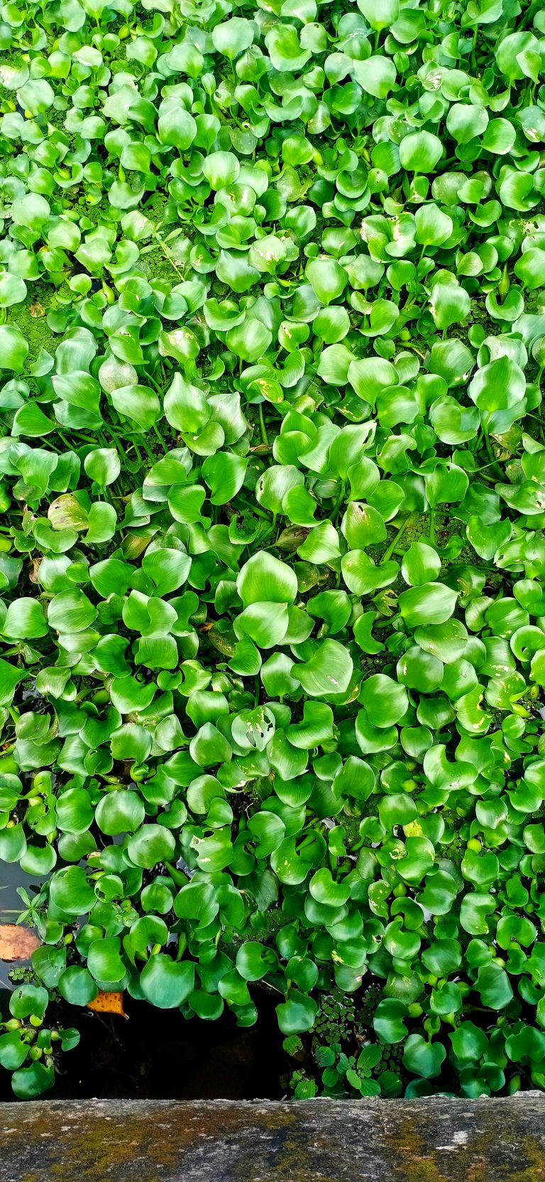 The green leaves of eichhornia crassipes (Pontederia crassipes) commonly known as common water hyacinth, Kulavazha or Kakapola.