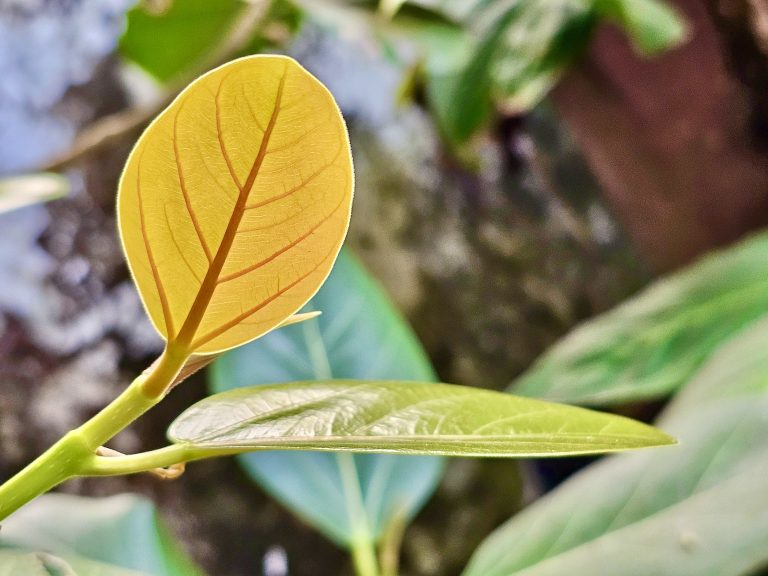 Close up of a Ficus benghalensis bonsai’s tender leaves. From our garden, Perumanna, Kozhikode, Kerala.