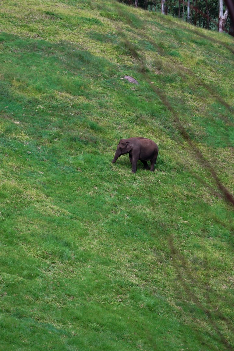 An elephant walking in a valley.