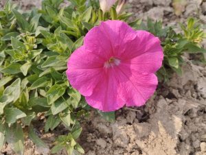 A closeup of a pink flower in the dirt with greenery around it