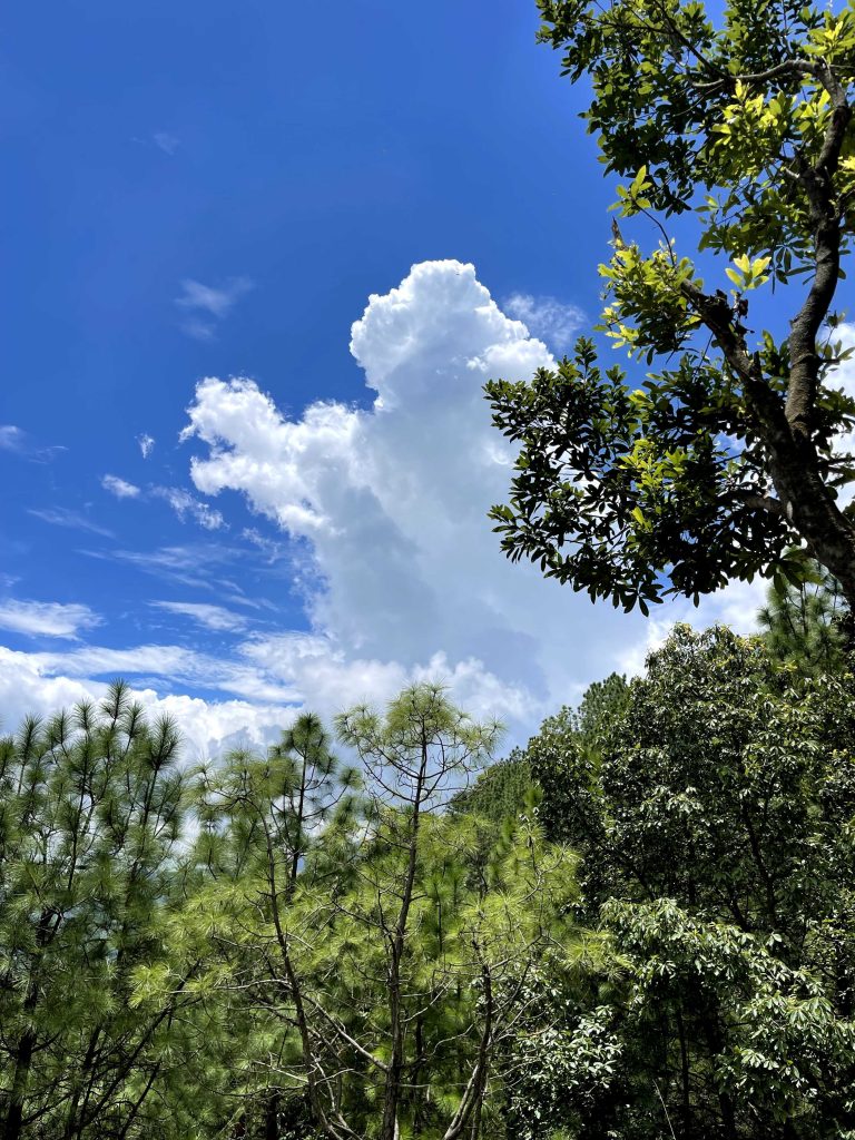 Green Forest with Blue Sky