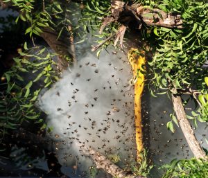 honeybees separated from beehive with smoke 