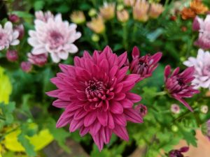 Violet Dahlia Flower