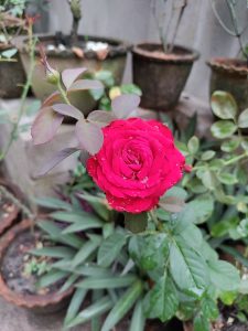 A beautiful red rose flower with water droplets on it. 