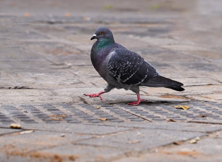 Grey pigeon walking with great determination on a sidewalk