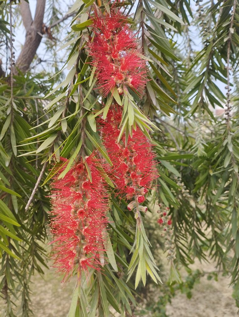 The red flowers of the Callistemon speciosus plant hanging from their branches