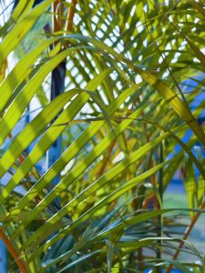 Green leaves of coconut tree. 