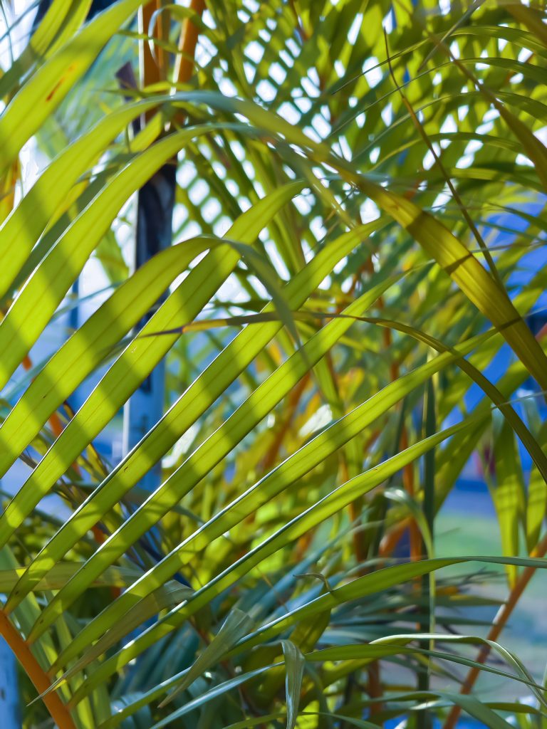 Green leaves of coconut tree.