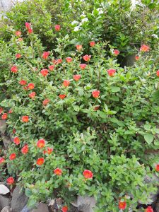 Red flowers on a green bush