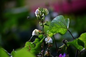 A bee hovers near white flowers on a plant.
