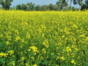 A stunning sight unfolds as numerous mustard flowers bloom abundantly, creating a picturesque view.