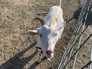 振り返る白ヤギ　/　White goat standing near a fence and looking at the camera.