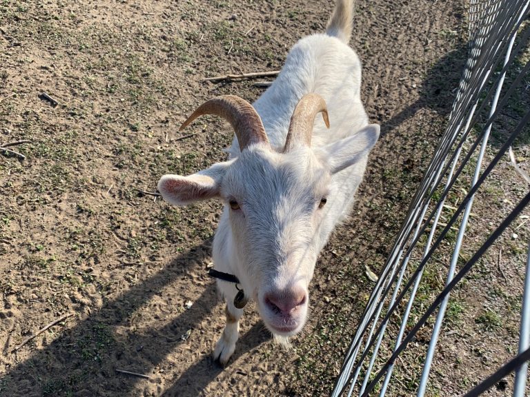 振り返る白ヤギ　/　White goat standing near a fence and looking at the camera.