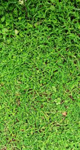 A green grass lawn with rounded and long leaves. 