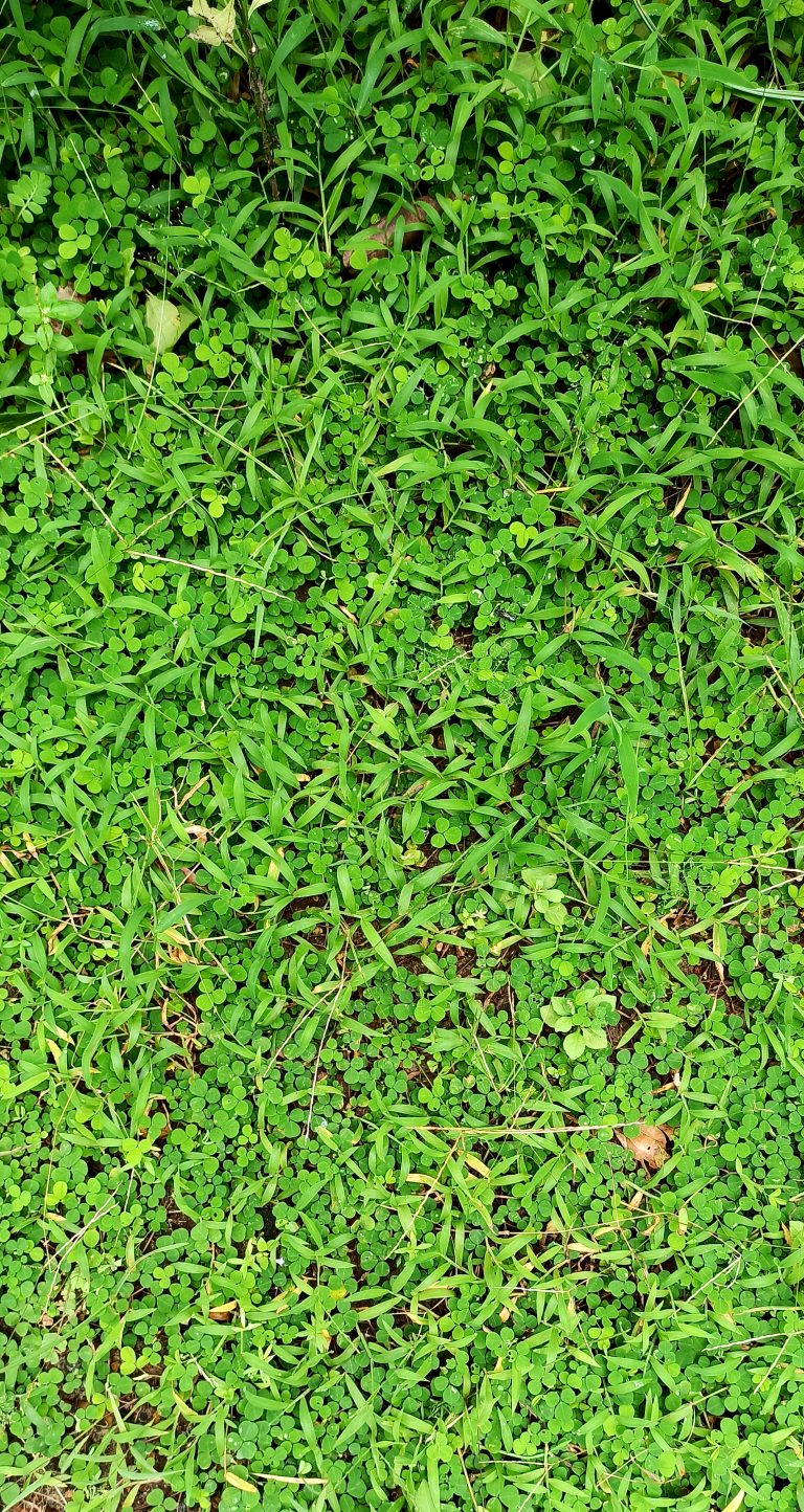 A green grass lawn with rounded and long leaves.