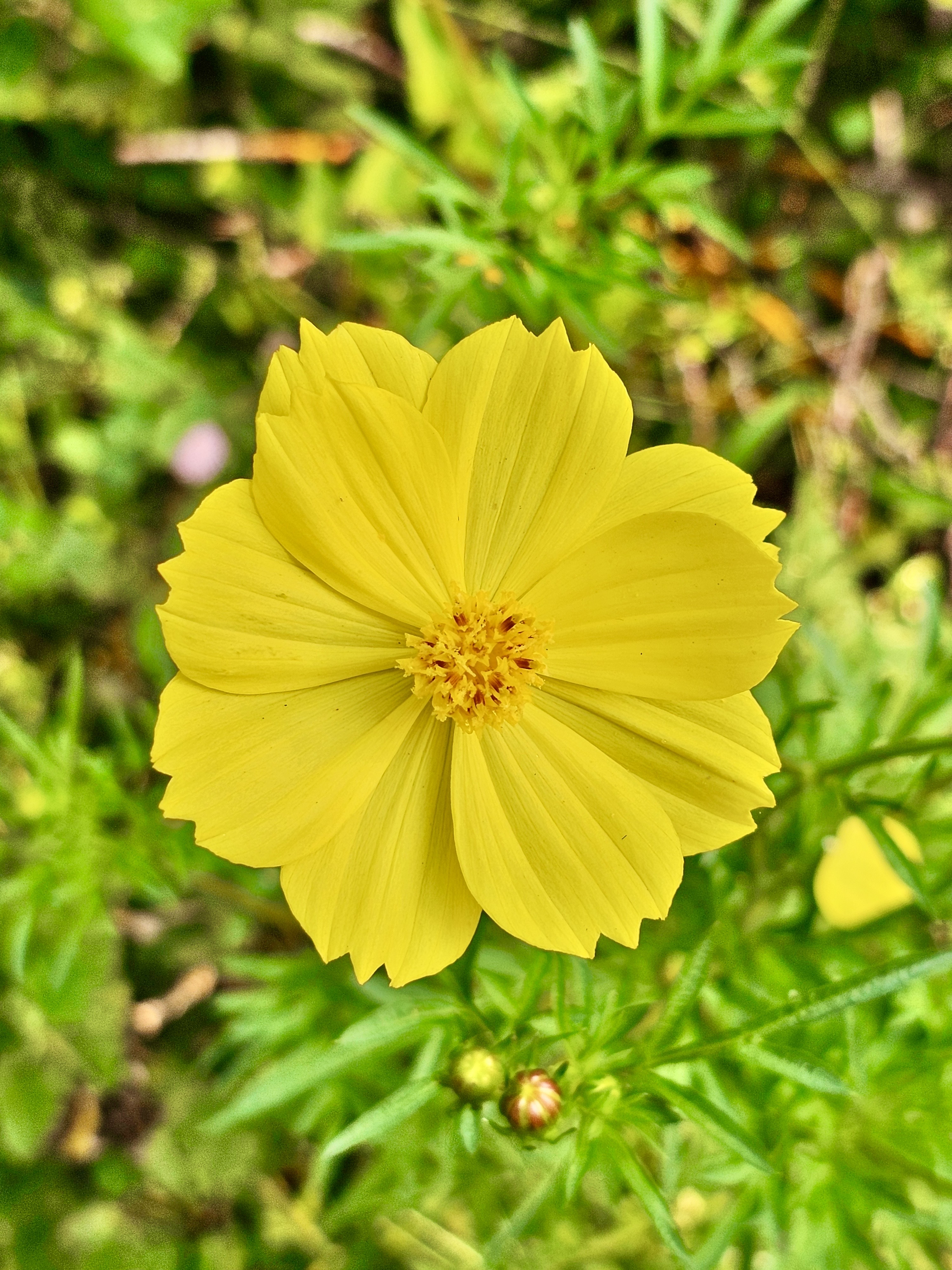 A yellow Garden Cosmos flower. From our neighbourhood. Perumanna, Kozhikode, Kerala.