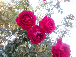 A bunch of red roses with stems and leaves.