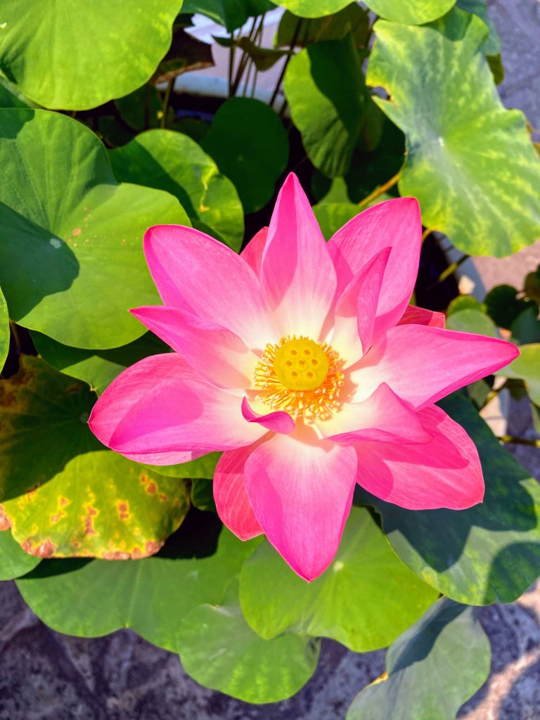 Red lotus flower