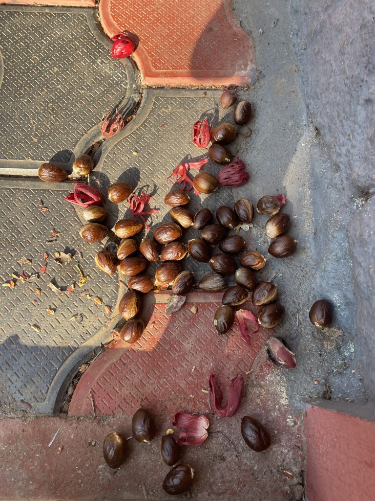 A group of nutmeg nuts on a tiled floor.