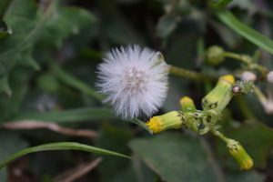 Fantastic close-up capture of dandelion flower