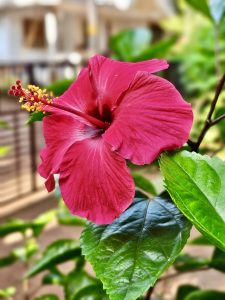 View larger photo: A rose colour hibiscus flower from our neighbourhood, Perumanna, Kozhikode, Kerala.