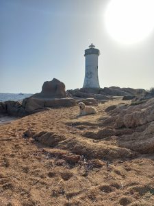 A dog lying on sandy ground in front of a white lighthouse with rugged rocks nearby and a boat visible on the sea in the background under a bright sun.

