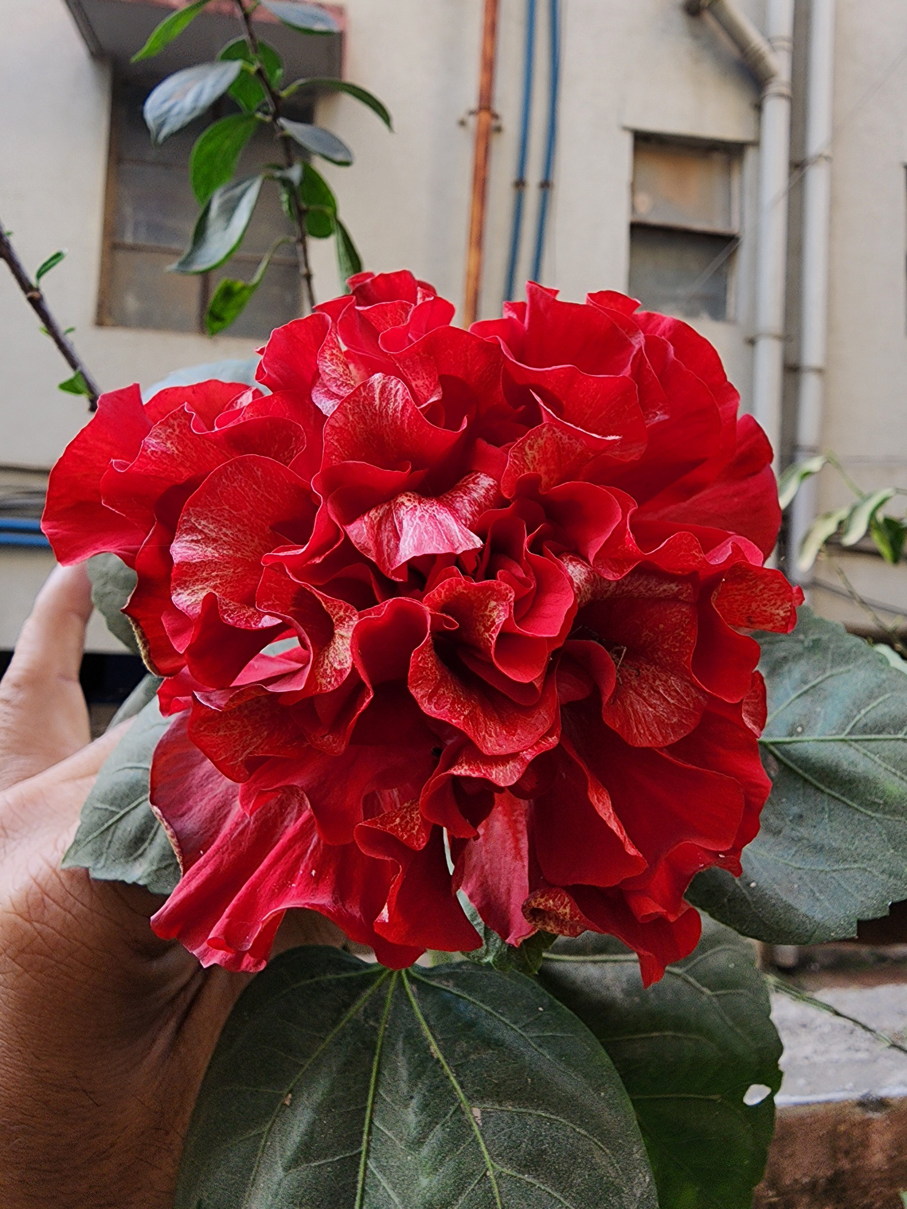 Hand held Hibiscus flower in full bloom.