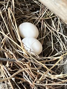 Bird's egg nestled in a cozy nest, awaiting new life, nature's simple beauty and anticipation.