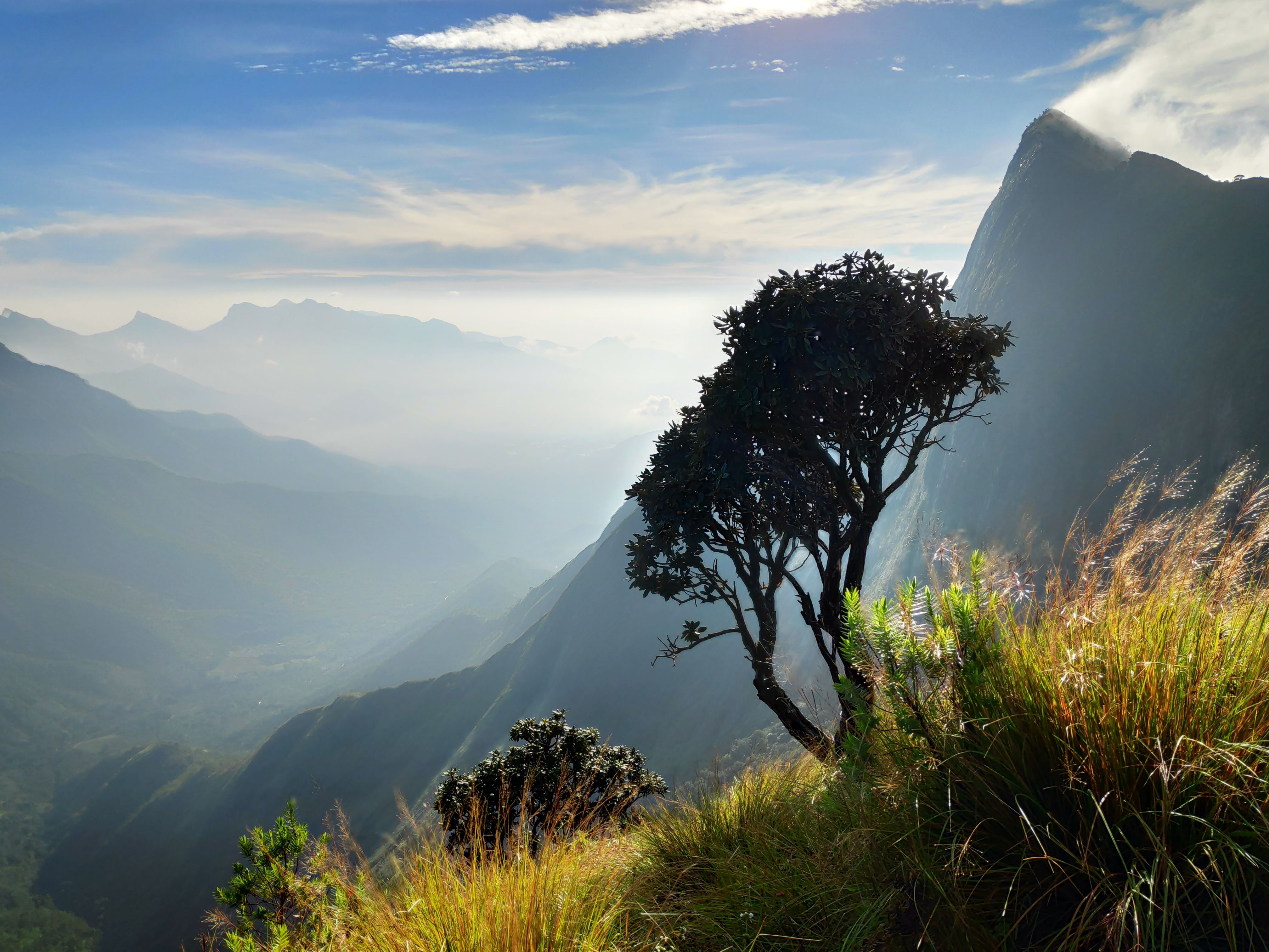 Early morning sun illuminate the misty mountains with trees and grass in the foreground.