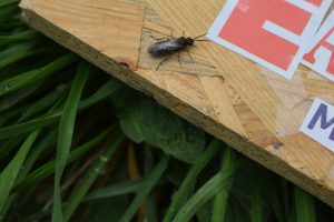 A black insect resting on the corner of a piece of wood, set against a background of green grass.
