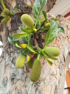 A branch with several baby jackfruits hanging from it against the trunk of the tree with green leaves surrounding the fruits.