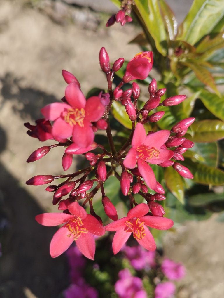 Red flower and buds