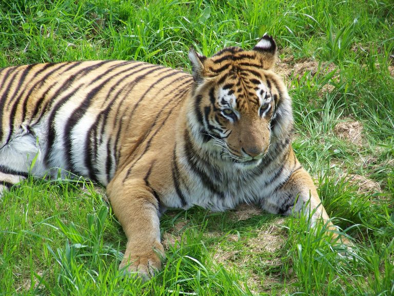 A Bengal tiger lying on the grass. It has a rich orange fur coat with black stripes, and its front paws are extended forward.