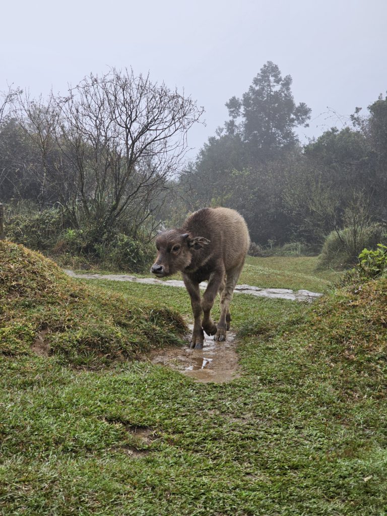 buffalo walking through the mud and grass