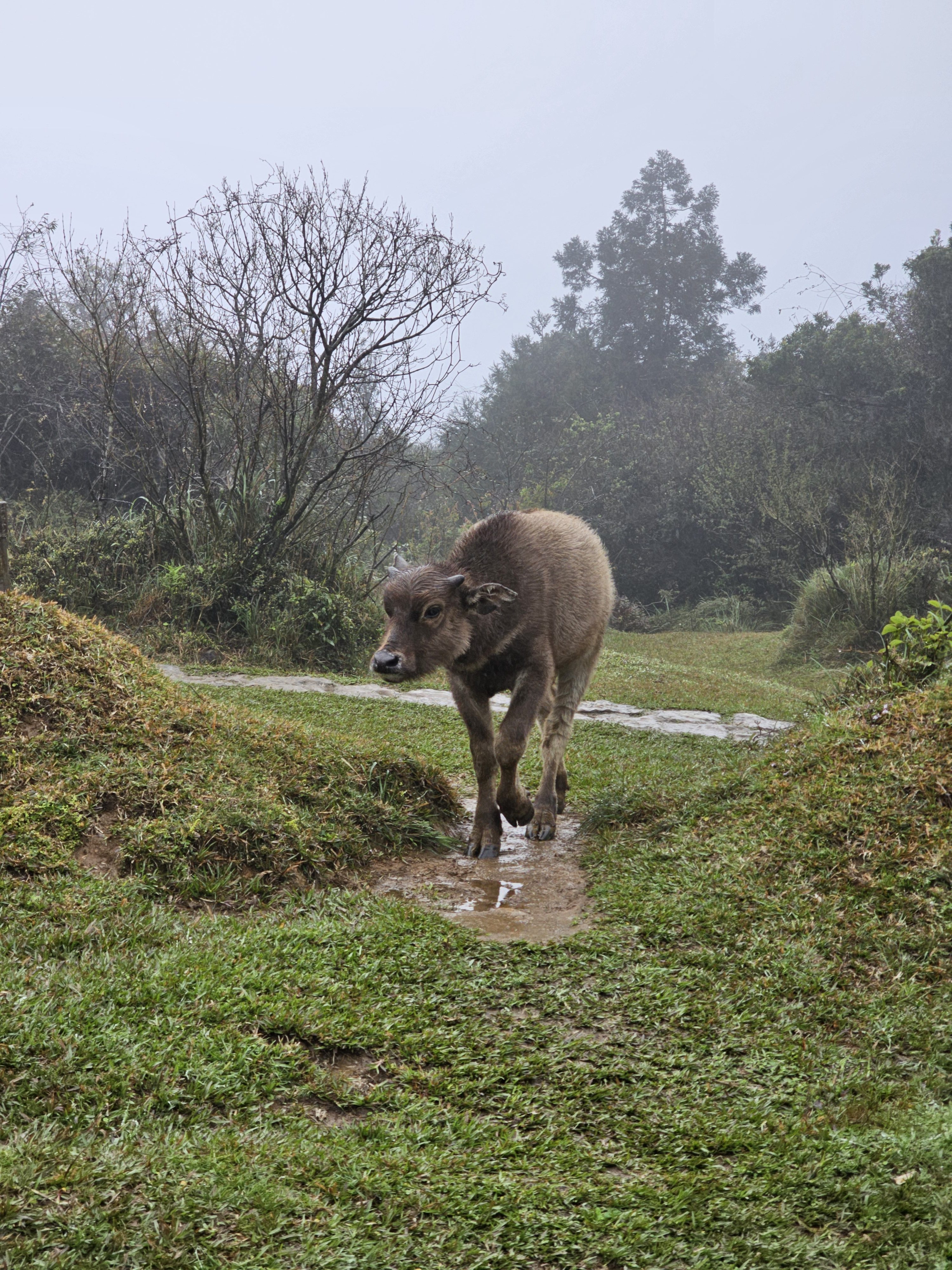 buffalo walking through the mud and grass