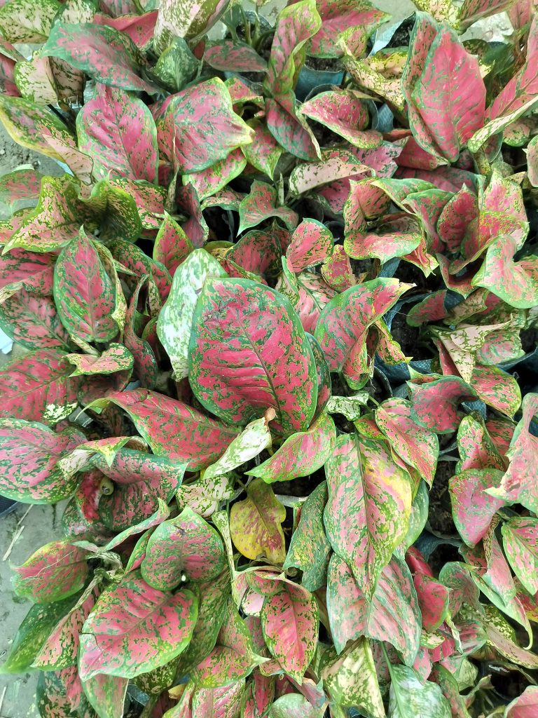 Abundance of variegated red and green leaves of Hypoestes phyllostachya more commonly known as a Dolka Dot plants, some leaves are dying back in part