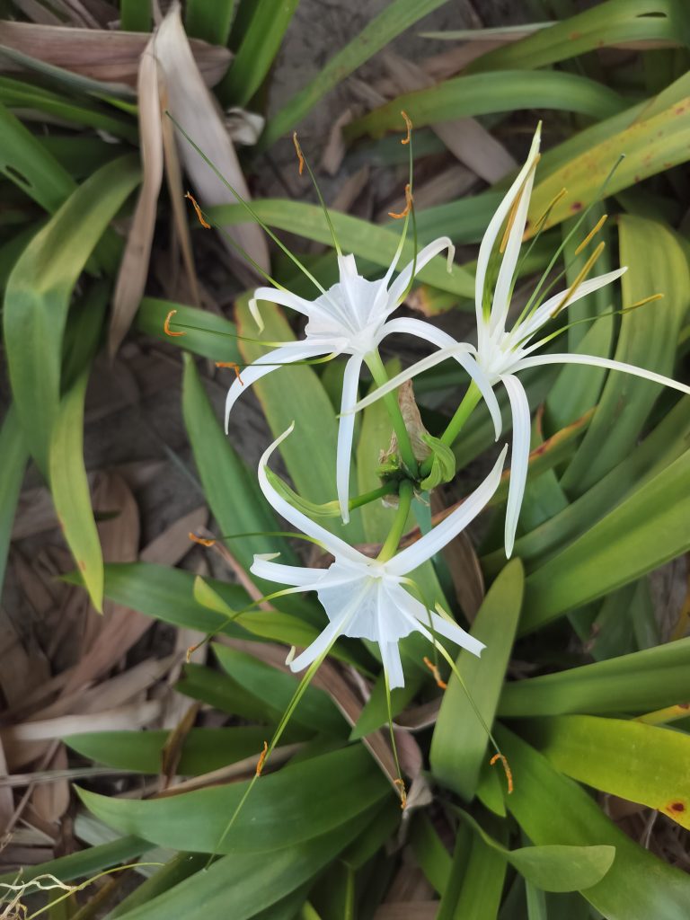 A close-up of a white spider lily with long, delicate petals and prominent yellow-tipped stamens, atop dark green foliage. A small green insect is perched on one of the flower’s petals.