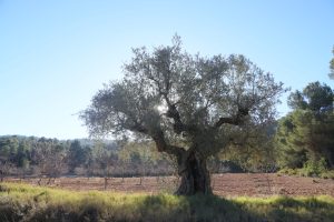 A large, solitary olive tree with a broad, twisted trunk and dense foliage, backlit by the sun, standing in a clearing surrounded by a forest of smaller trees under a clear blue sky in Fontanars del Alforins, near Valencia, Spain.
